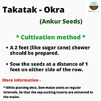 Okra Siddhi - Ankur Seeds