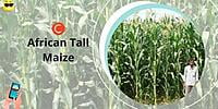 C African tall Maize - Fodder (1Kg)