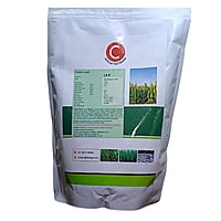 C African tall Maize - Fodder (1Kg)