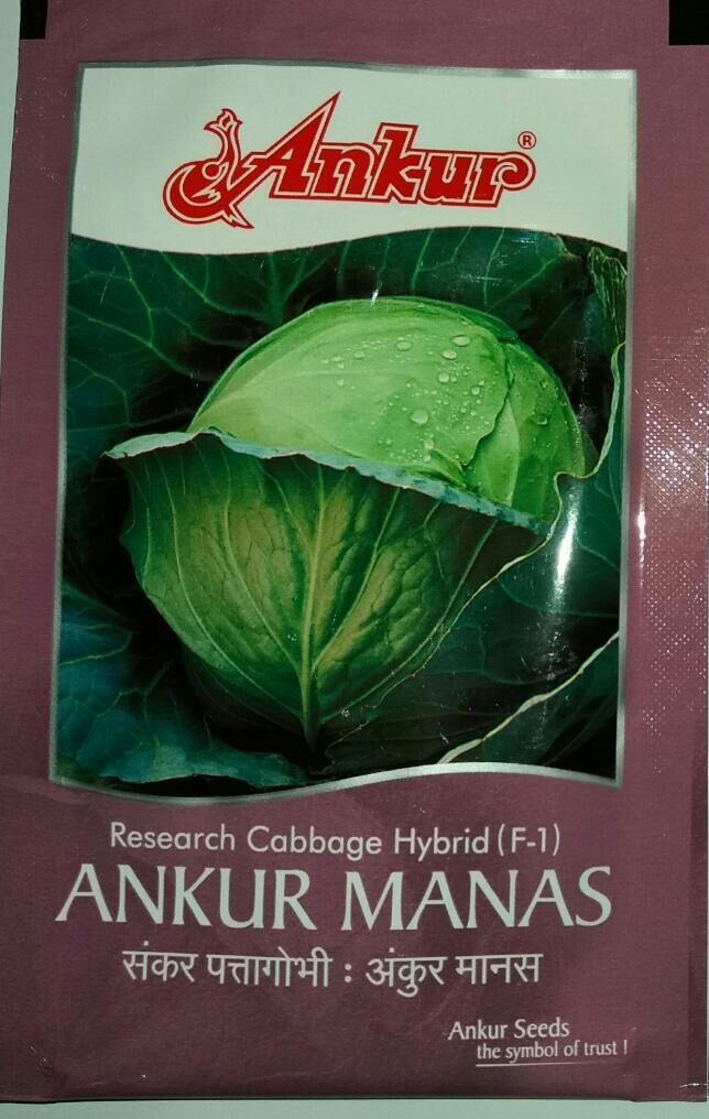 Cabbage Manas - Ankur Seeds (10 gm)