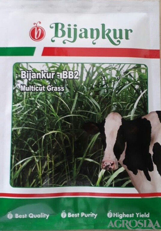 Bijankur BB2 Multicut Grass - Bijankur (50 gm)