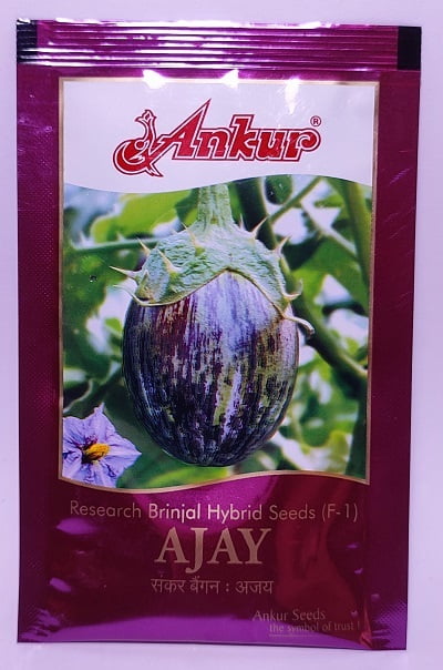 Brinjal Ajay - Ankur Seeds (30 gm)