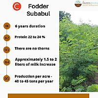 Subabul Fodder Seed - C Fodder Subabul(800 gm)