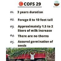 Sorghum Fodder Seed - COFS 29