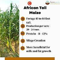 C African tall Maize - Fodder (1Kg)