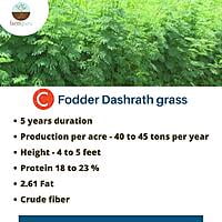 C Desmanthus Fodder (1 Kg)