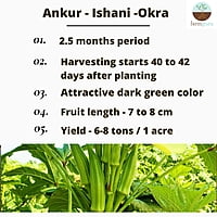 Okra Ishani - Ankur Seeds