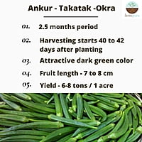 Okra Siddhi - Ankur Seeds