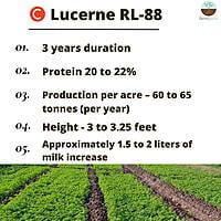 C Lucerne RL-88 (1kg)