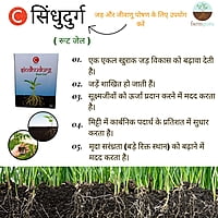 C Sindhudurg Crop Nutrition - Farmfields (1 Kg)