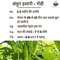 Okra Ishani - Ankur Seeds