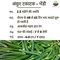 Okra Siddhi - Ankur Seeds