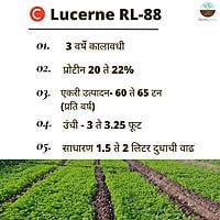 C Lucerne RL-88 (1kg)