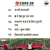 Sorghum Fodder Seed - COFS 29