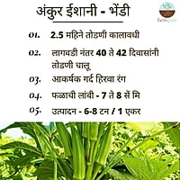 Okra Ishani - Ankur Seeds