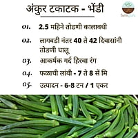 Okra Siddhi - Ankur Seeds