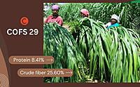 Sorghum Fodder Seed - COFS 29