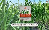 Sorghum Fodder Seed - COFS 29