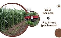 Sorghum Fodder Seed - COFS 29