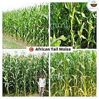 C African tall Maize - Fodder (1Kg)