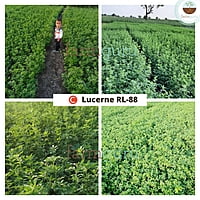 C Lucerne RL-88 (1kg)