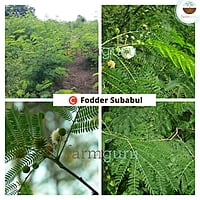Subabul Fodder Seed - C Fodder Subabul(800 gm)