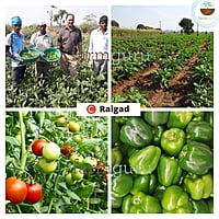 Raigad CB+ Crop Nutrition - Farmfields (500 ml)