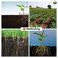 C Sindhudurg Crop Nutrition - Farmfields (1 Kg)