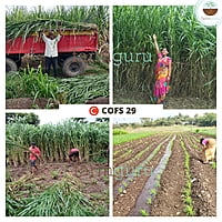 Sorghum Fodder Seed - COFS 29