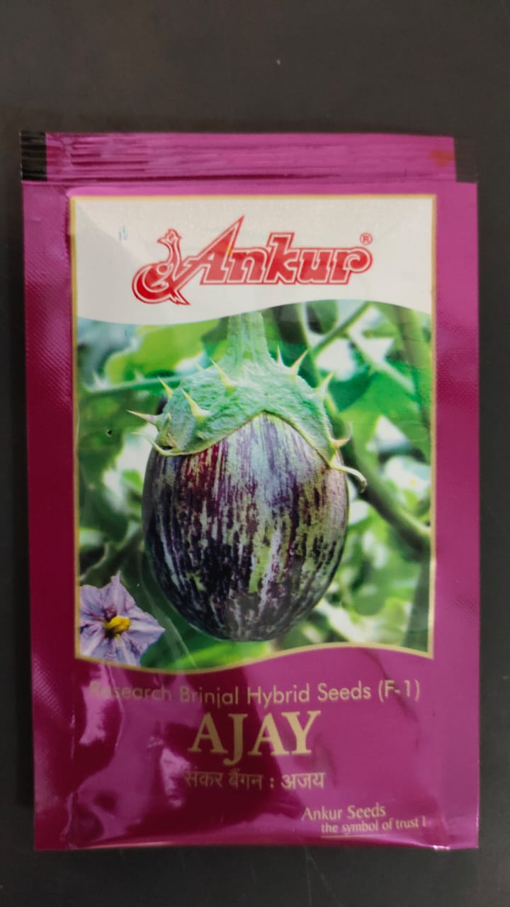 Brinjal Ajay - Ankur Seeds (10 gm)