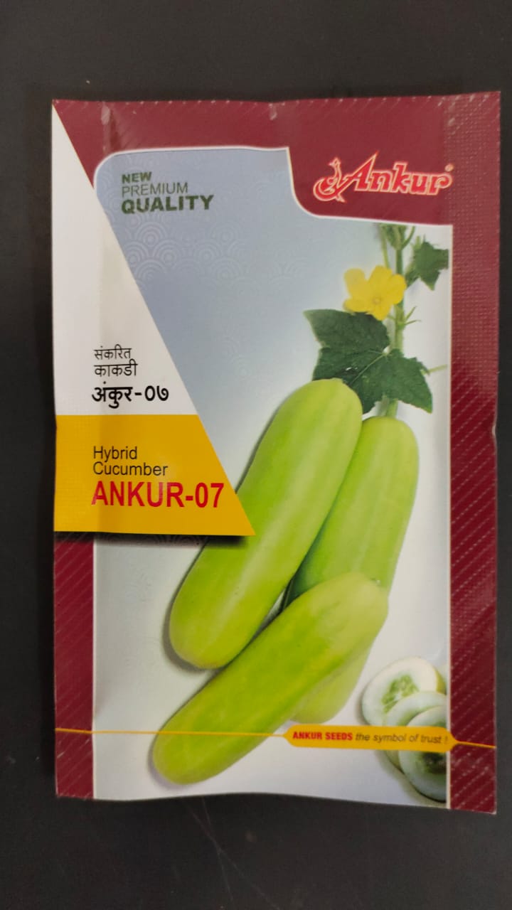 Cucumber Seeds - Ankur Seeds (25gm)