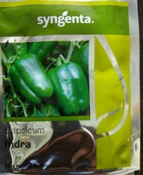 Capsicum Indra - Syngenta (1500 Seeds)