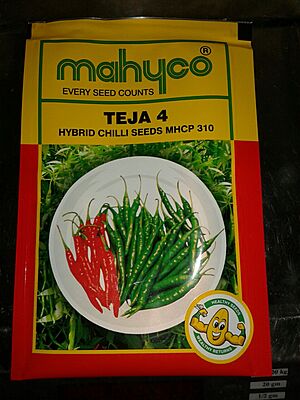 Chilli Teja 4 - Mahyco (10 gm)