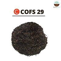 Sorghum Fodder Seed - COFS 29