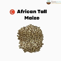 C African tall Maize - Fodder (1Kg)