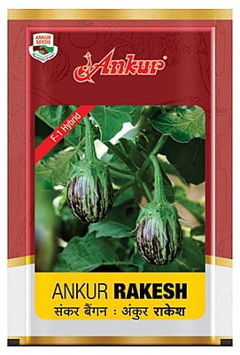 Brinjal Rakesh- Ankur Seeds (30 gm)