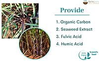 C Sindhudurg Crop Nutrition - Farmfields (1 Kg)
