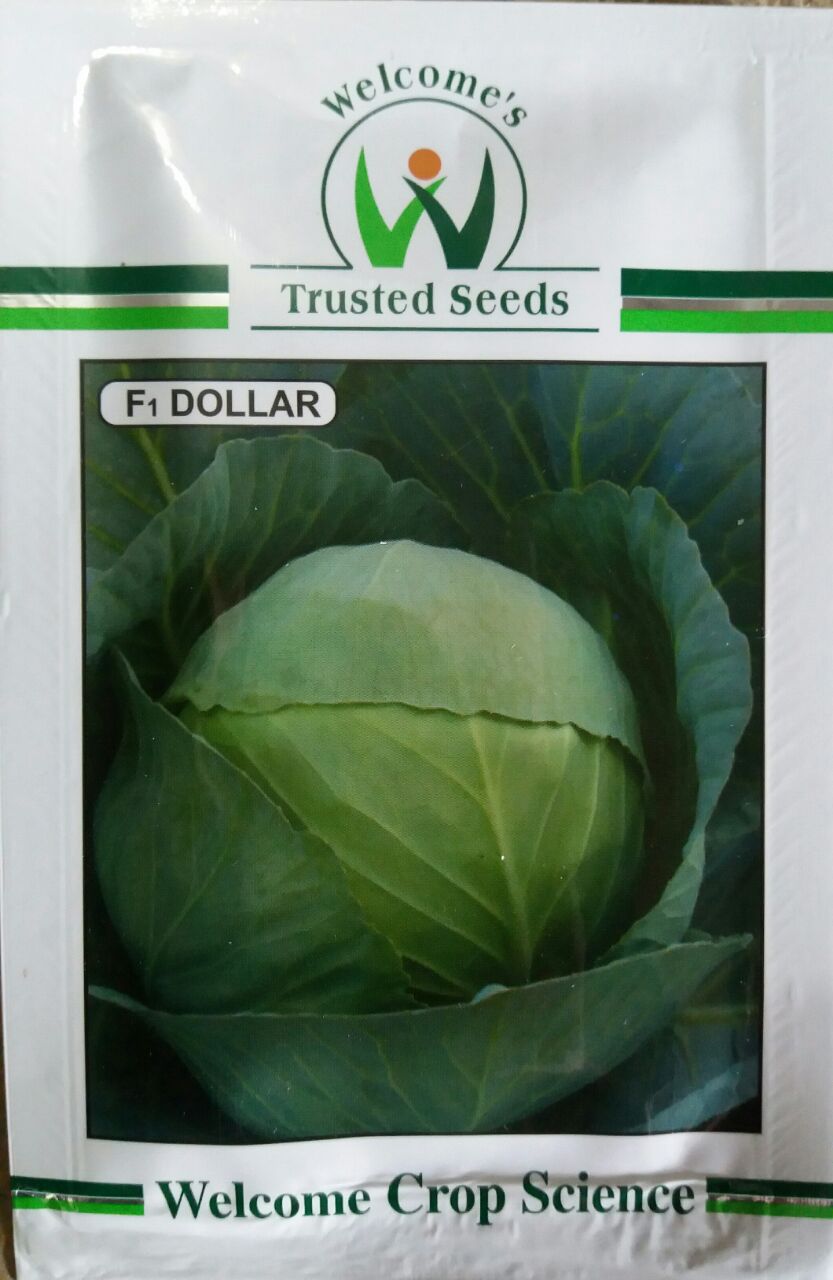 Cabbage Euro 2 - Welcome Seeds (10 gm)