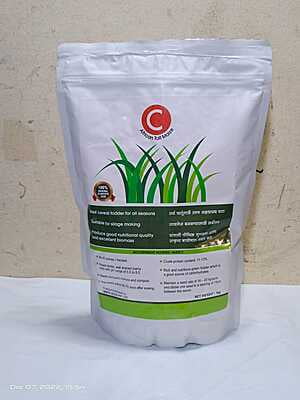 C African tall Maize - Fodder (1Kg)