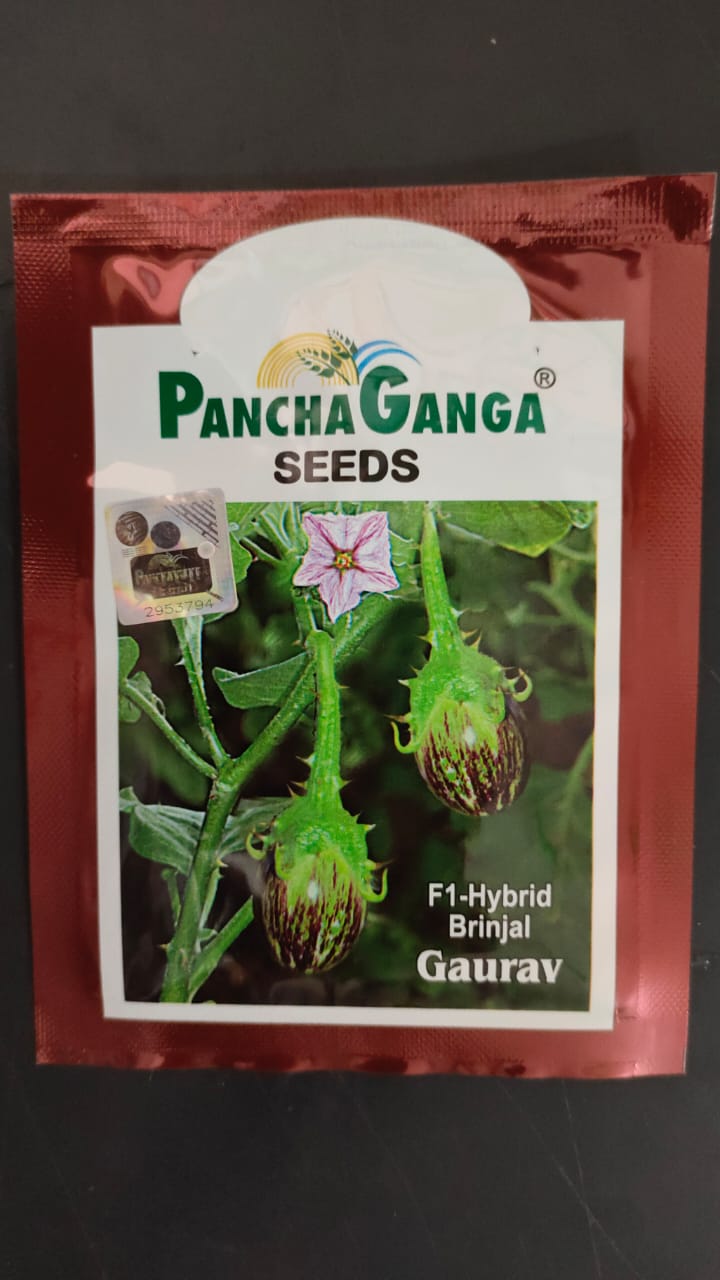 Brinjal Gaurav - Panchganga Seeds (10 gm)