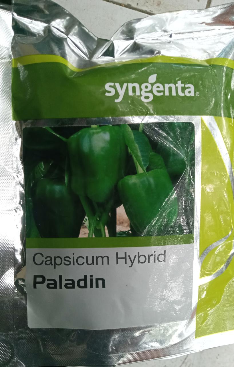 Capsicum Paladin - Syngenta (1500 Seeds)
